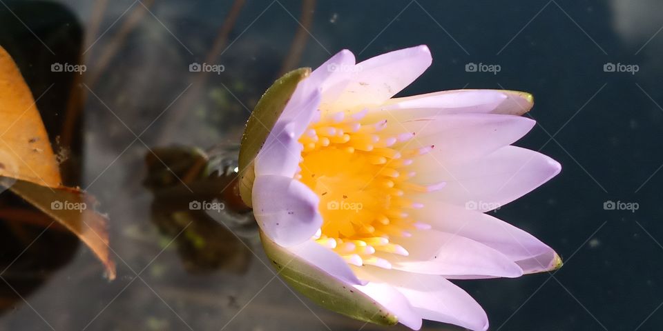 Flower, Lotus, Pool, Nature, Lily