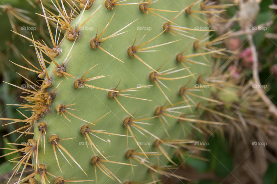 Look close at the prickly needles if a cactus plant