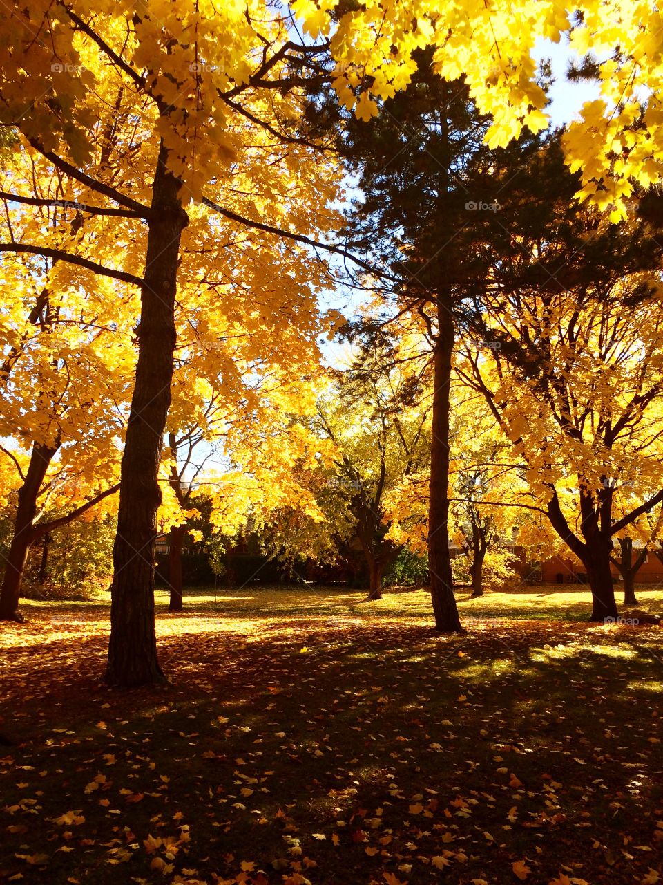 Autumn trees