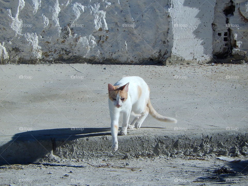 gato de rua