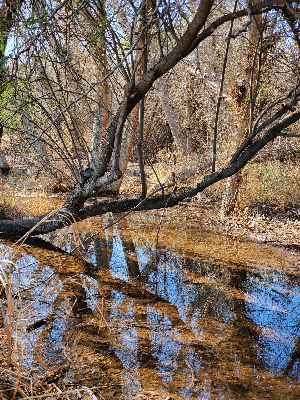 Bended Tree in the Wetlands