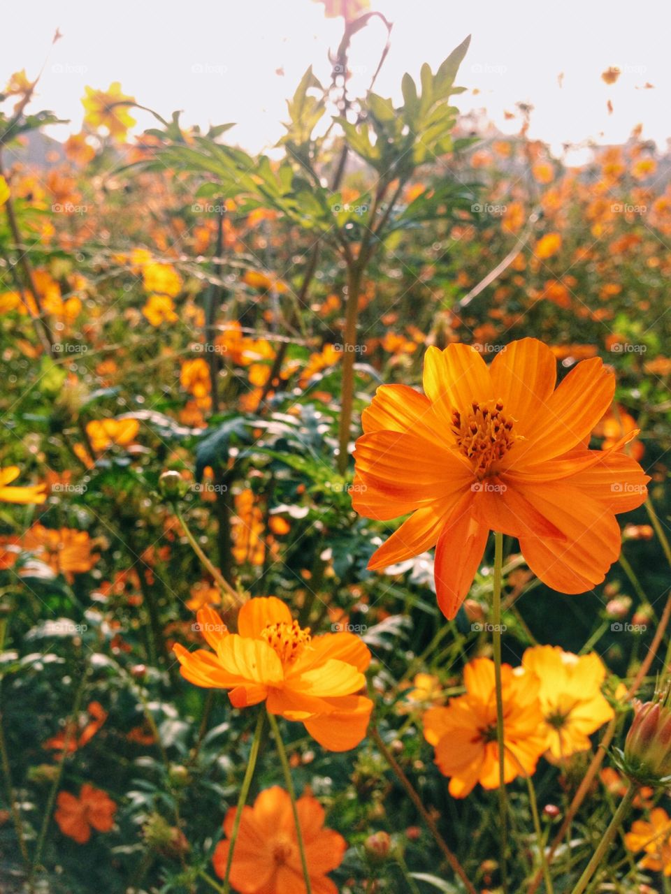 Orange Flora