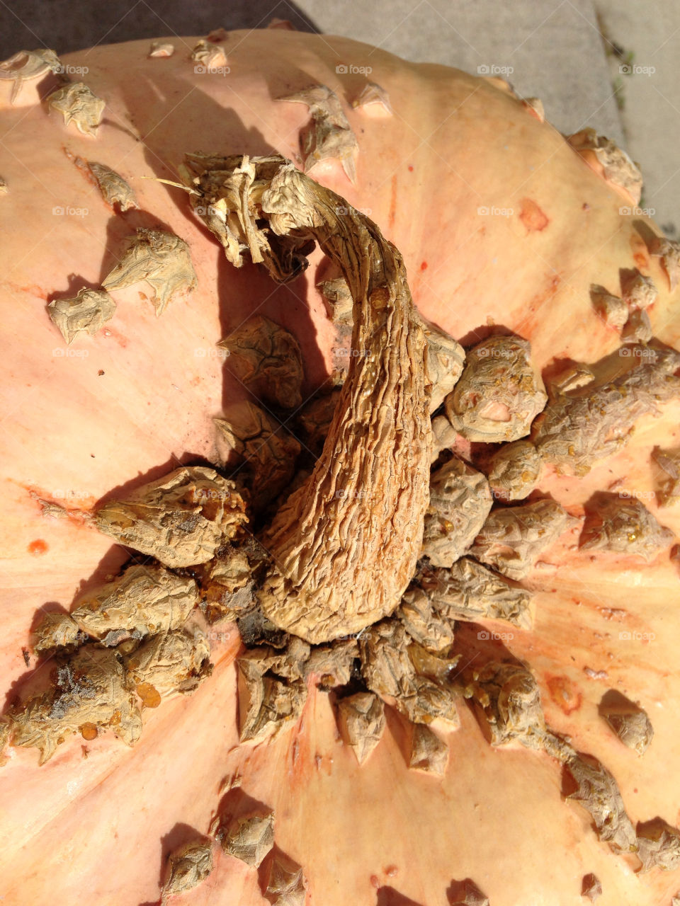 october fall autumn texture by melody