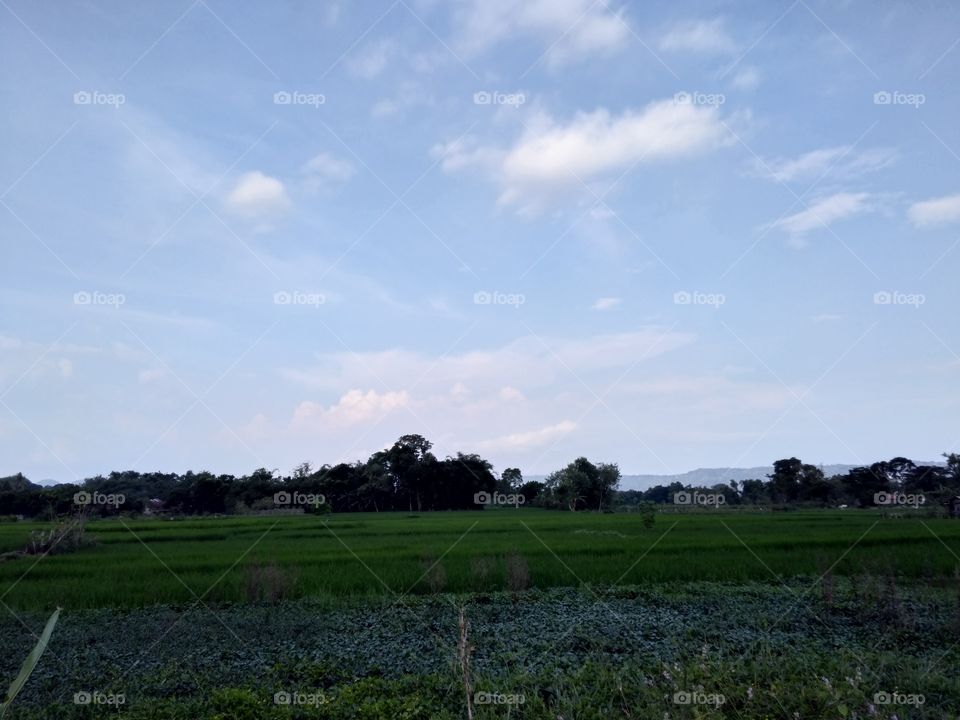 Rice field