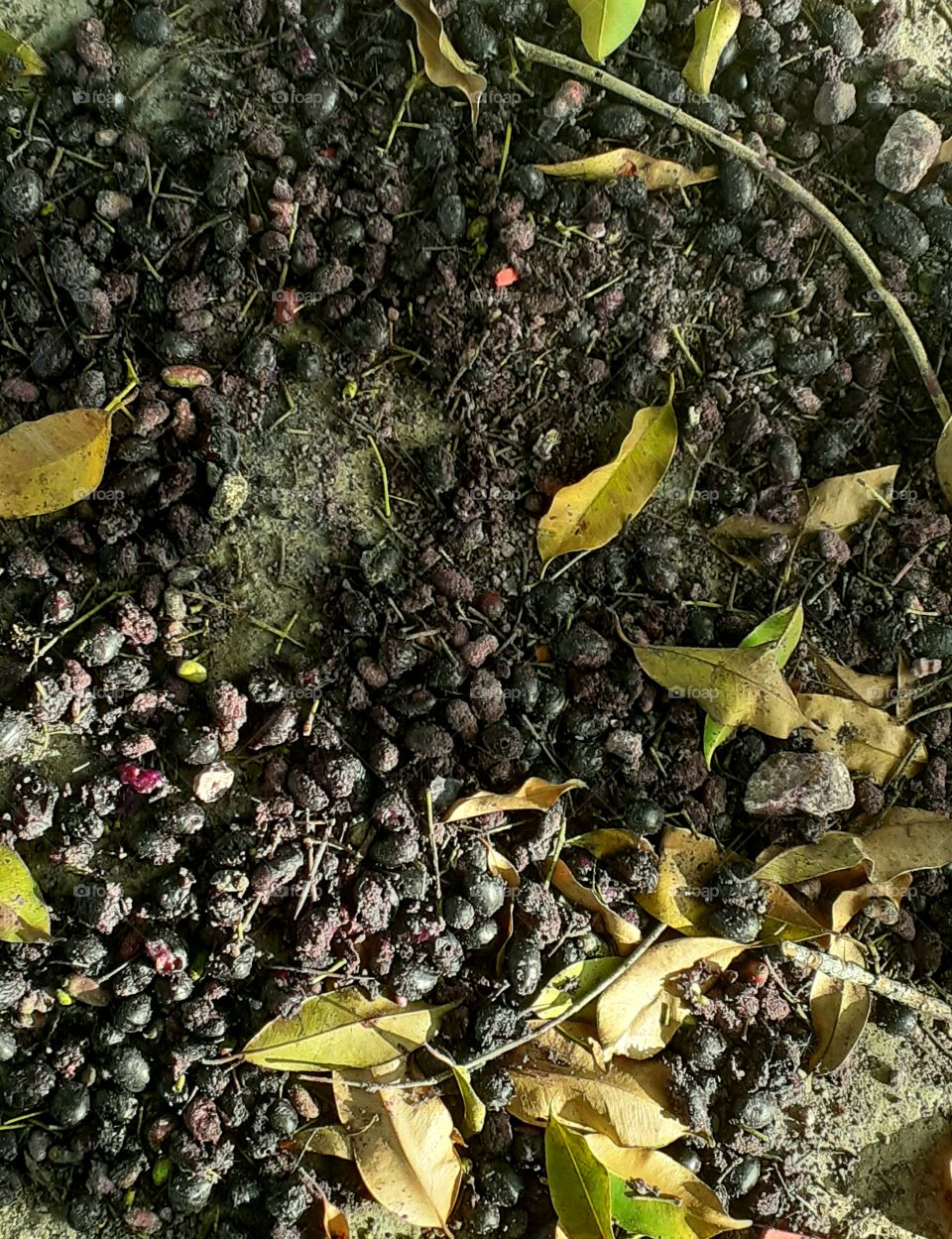 Folhas e azeitonas caídas.