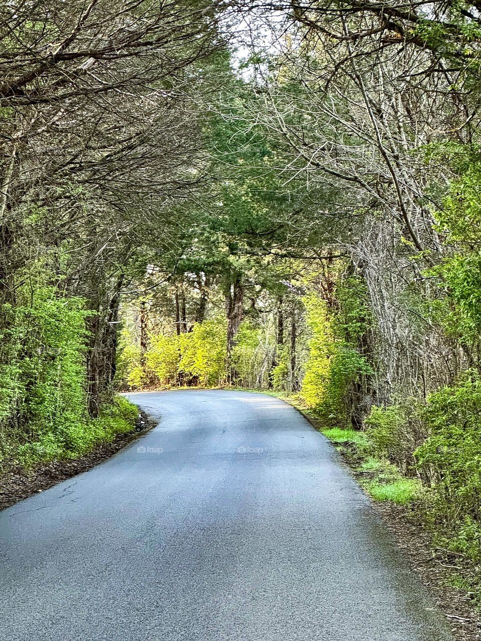 Tree tunnel