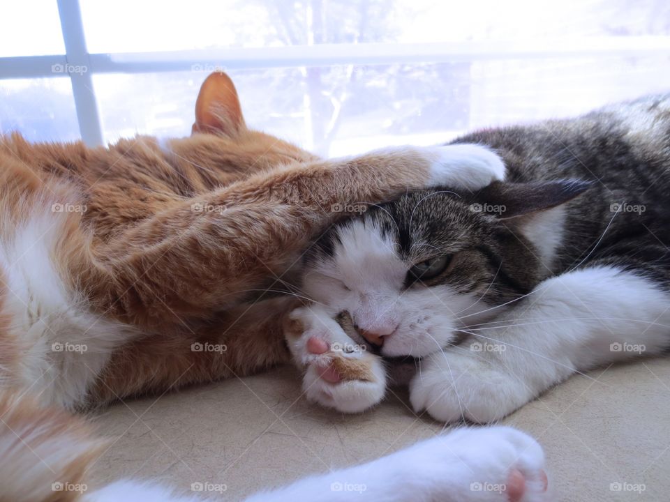 Two cat’s grooming each other 