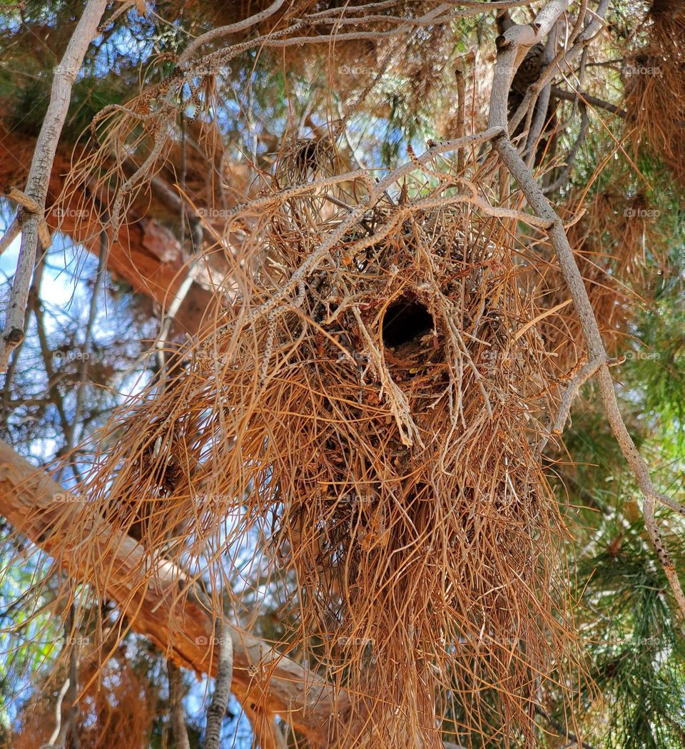 Bird Nest Out of Pine Needles