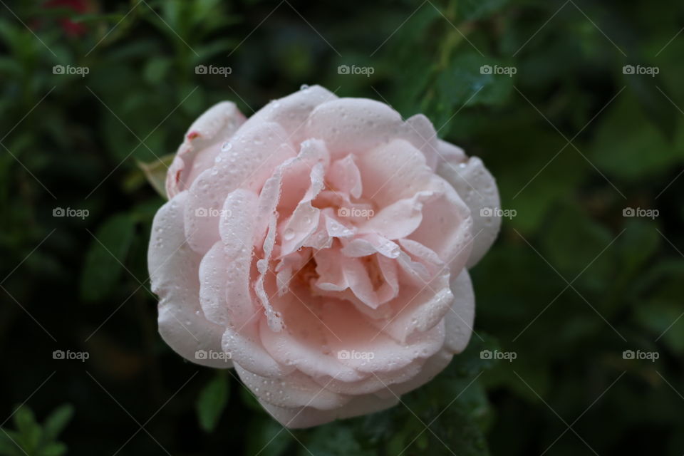 Flower, Rose, No Person, Leaf, Nature