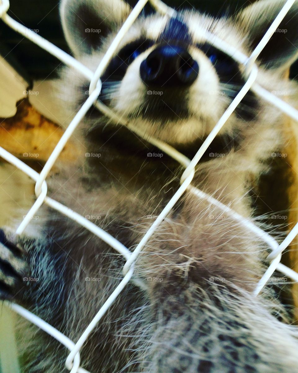 Raccoon selfie 