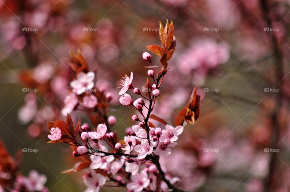 Flower, Nature, No Person, Tree, Flora