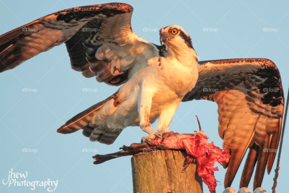 Osprey