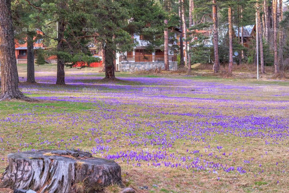 Spring Landscape