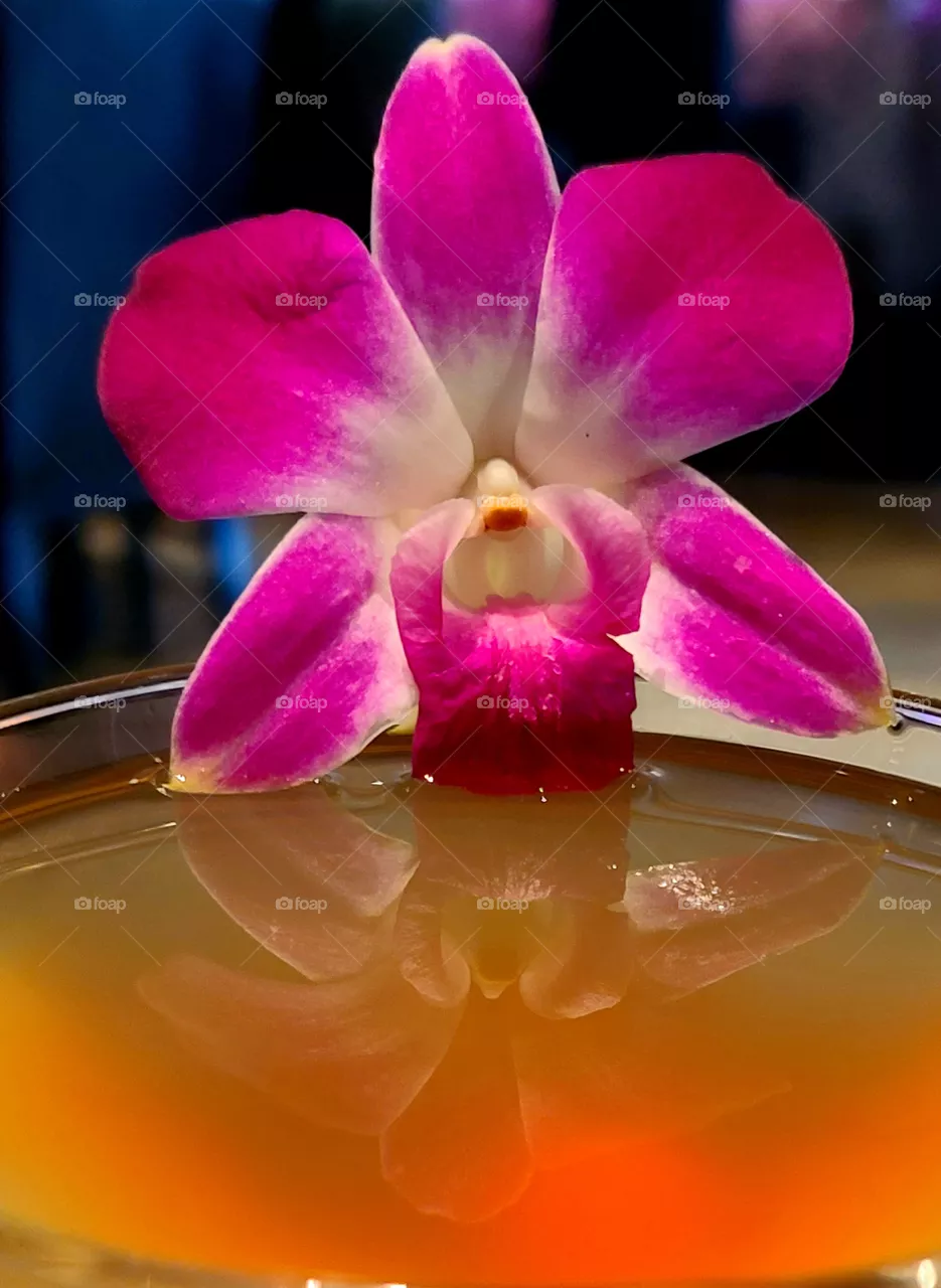 Orchid