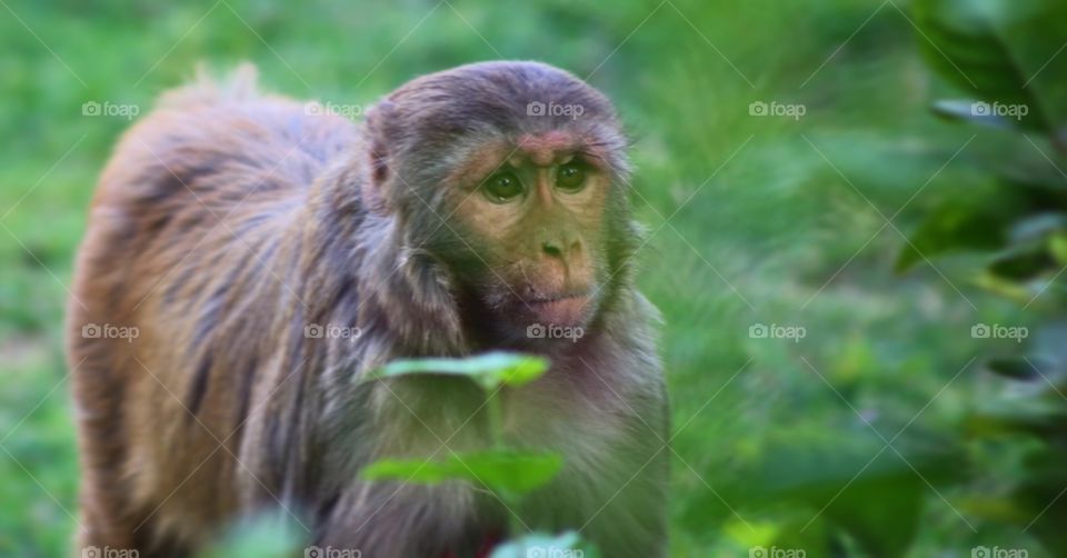 A monkey at the Taj in India.