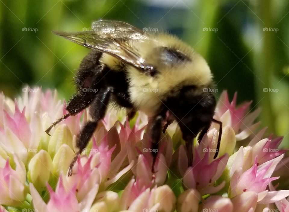 Nature, Flower, Bee, Outdoors, No Person