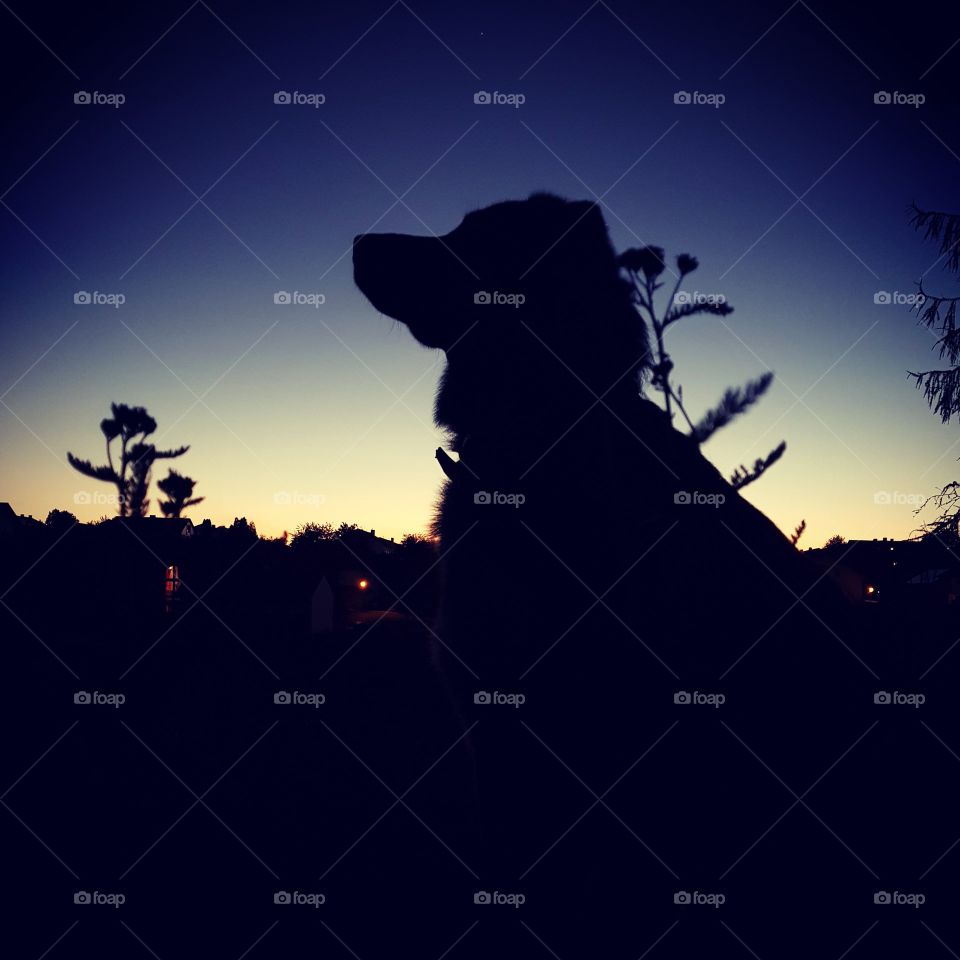 silhouette from my dog and his village
