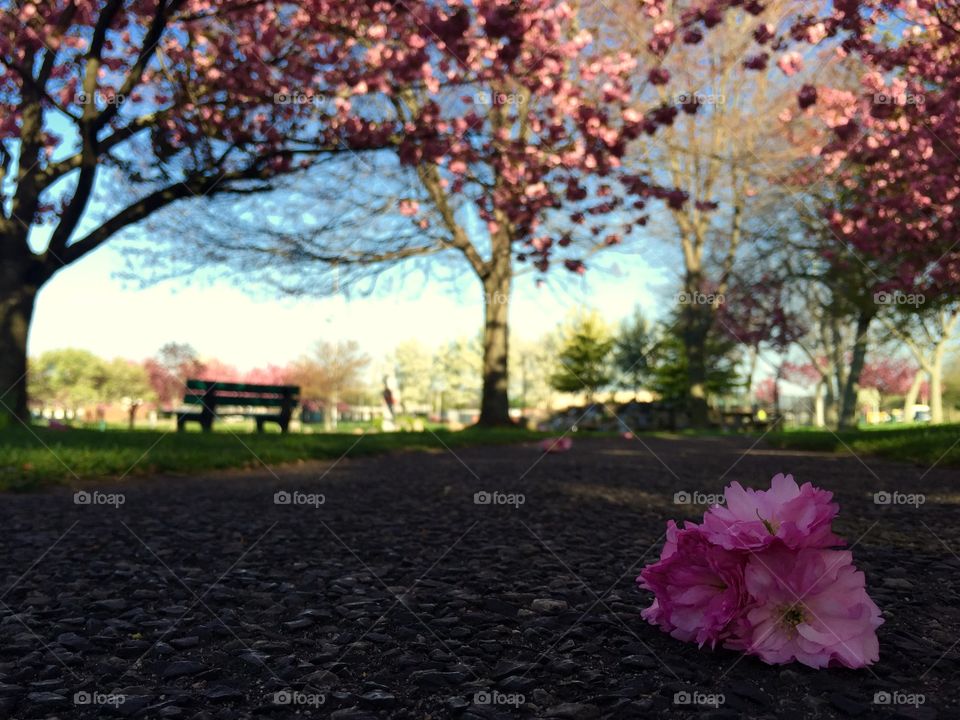 Cherry Blossoms Early Spring