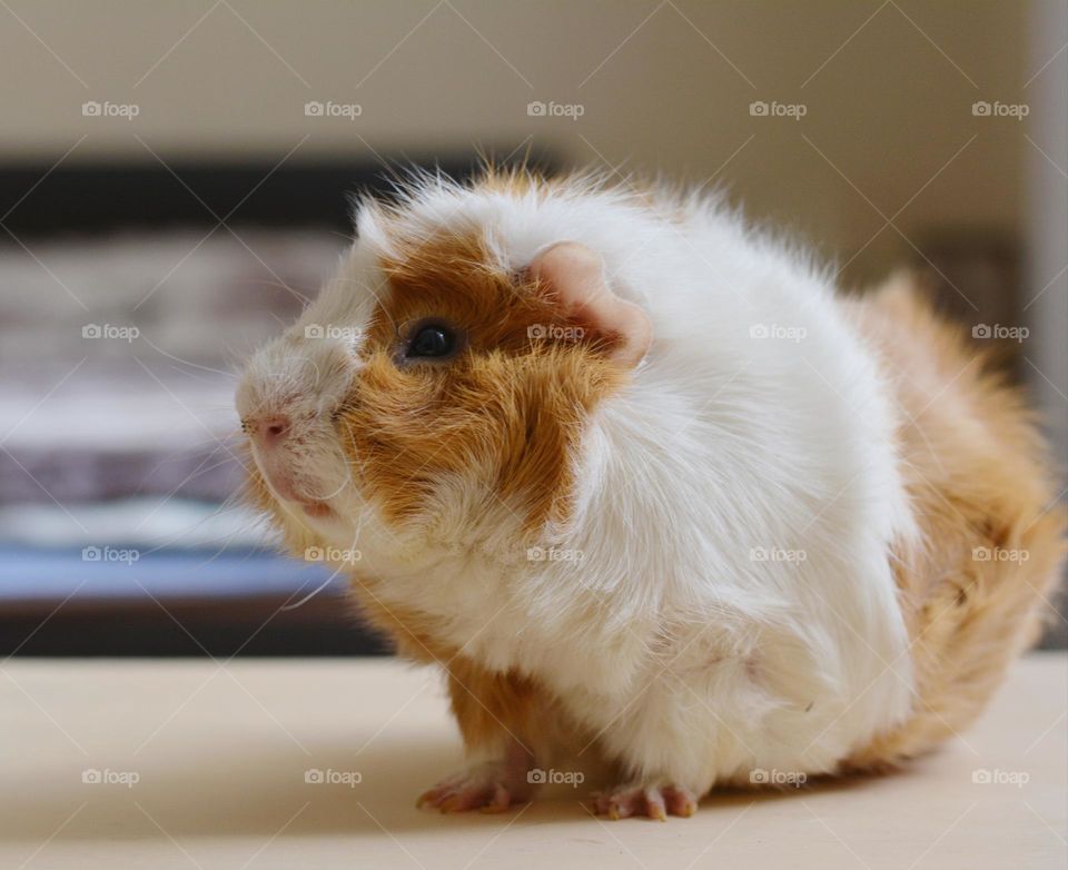 guinea pig beautiful portrait home close up, love pet