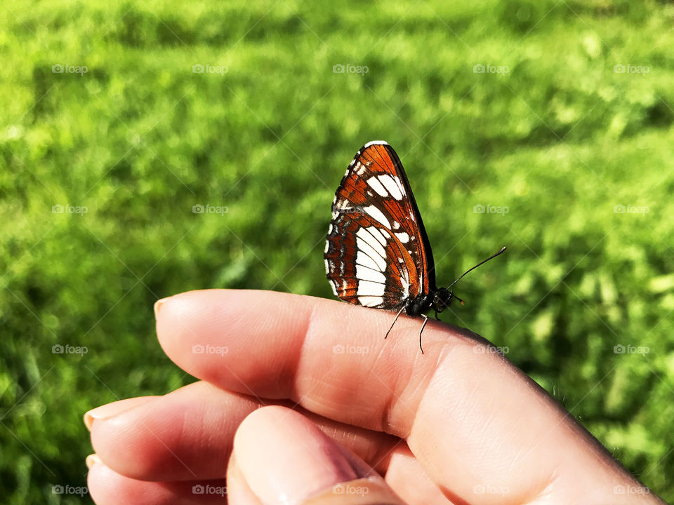 Beautiful brown butterfly sitting on the female hand on green grass background 
