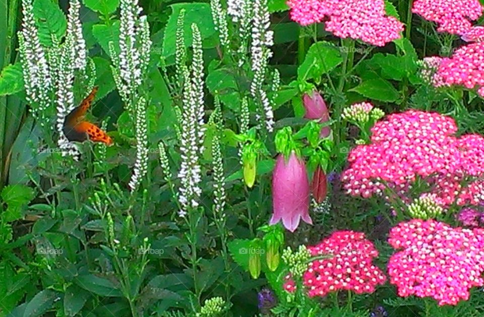 Butterfly Visit in the Garden