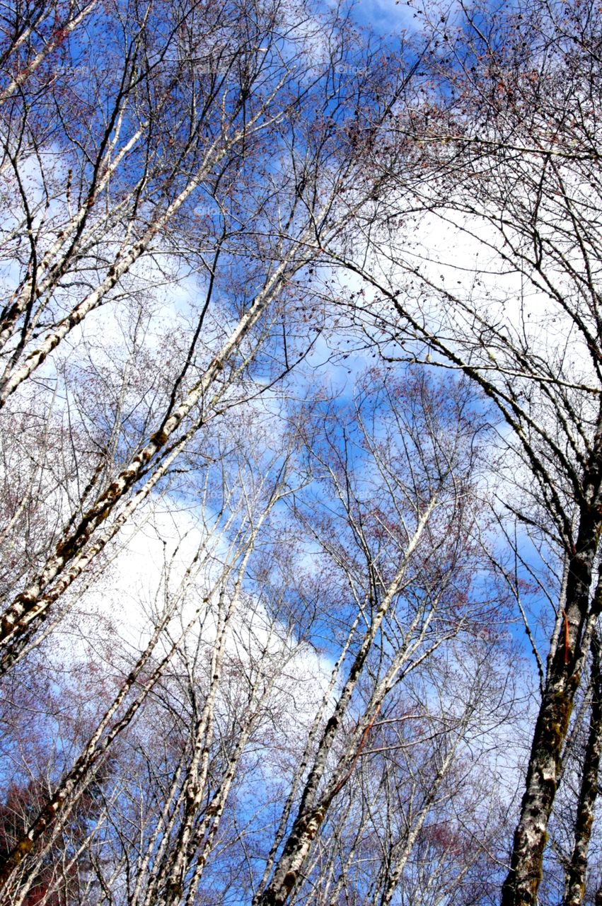 sky through the trees