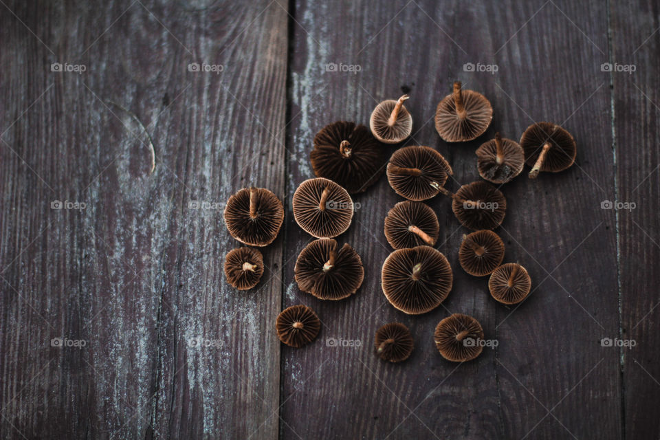 mushrooms.грибы