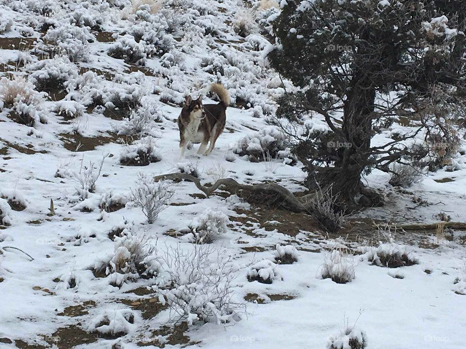 Red Timber Wolf spotting a bird in light snow