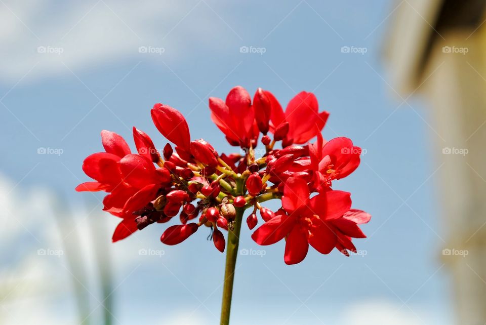 Red Flower