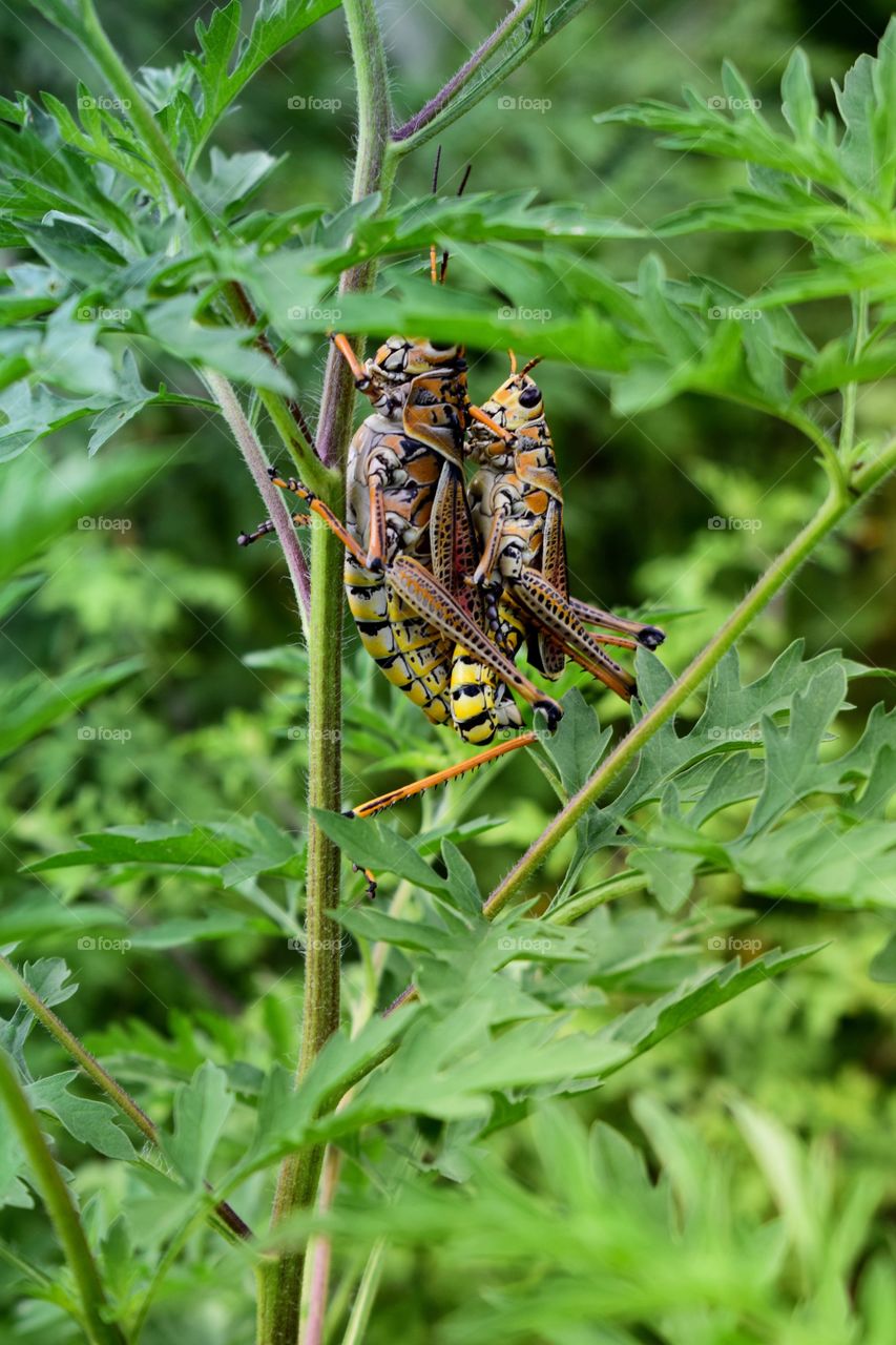 A baby grasshopper goes for a piggyback ride on the back of its parent.