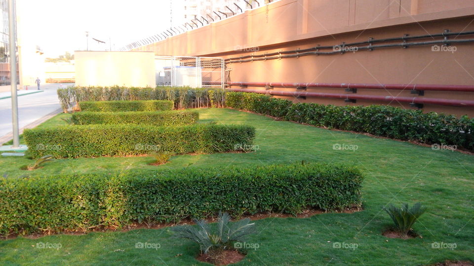 Garden, No Person, Grass, Lawn, Flower