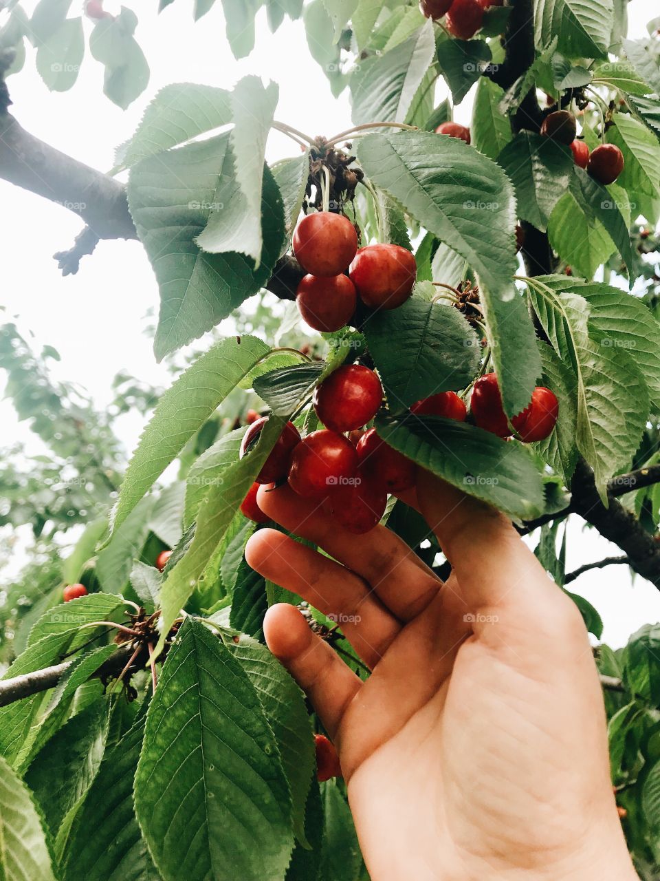 Cherries 