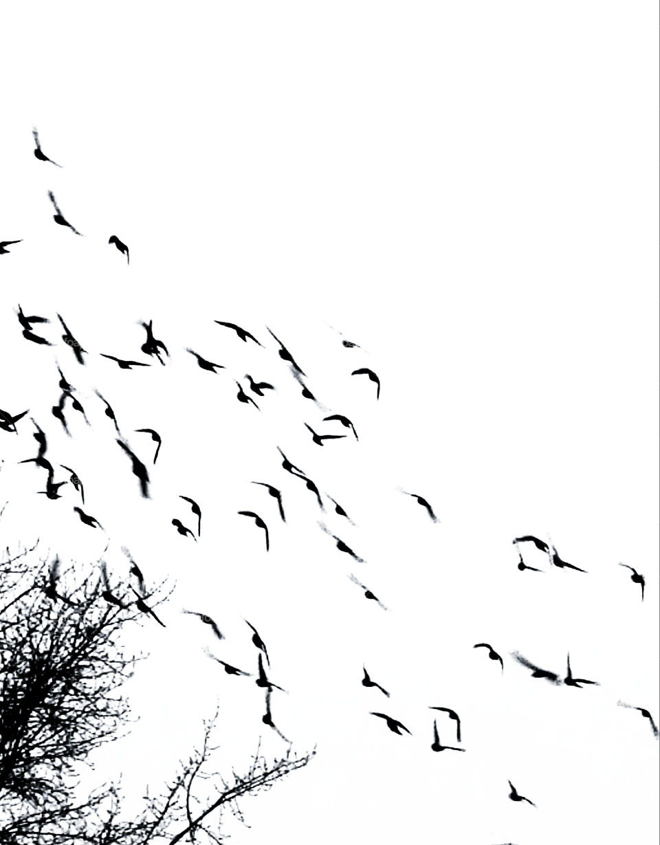 A flock of birds in the sky