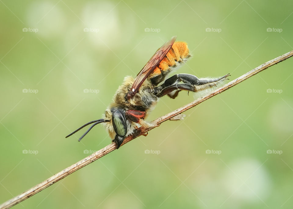 Leaf Cutter Bee