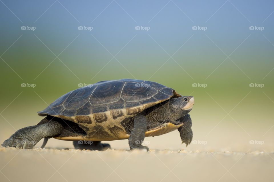turtle