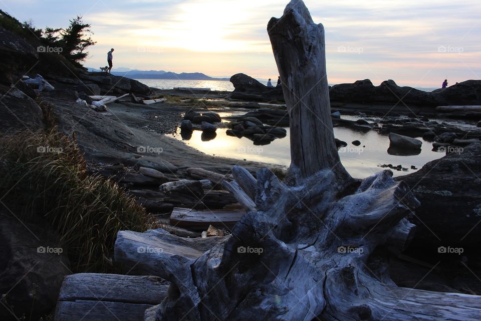 Driftwood 