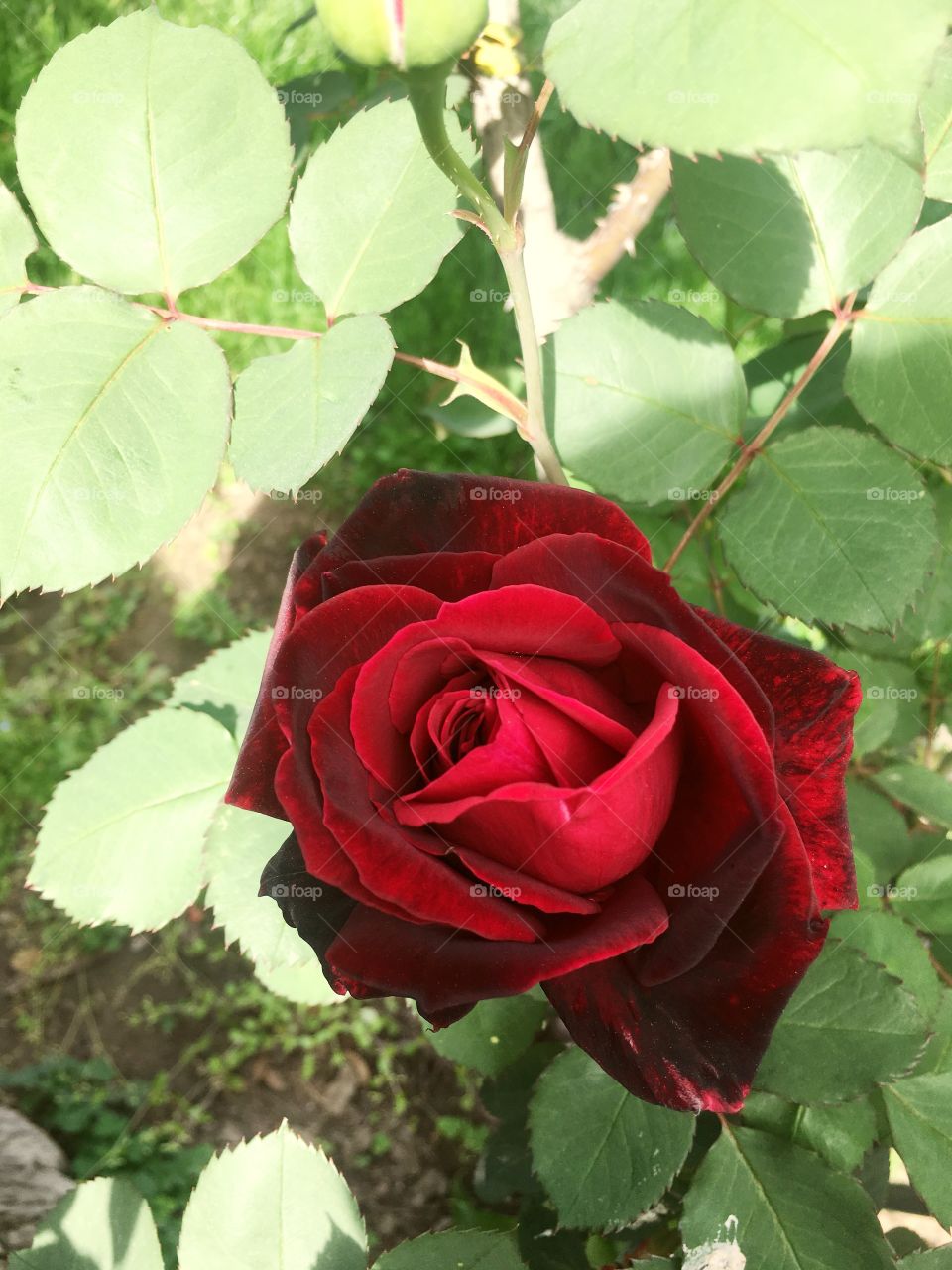 Ermosa flor guinda de rosal