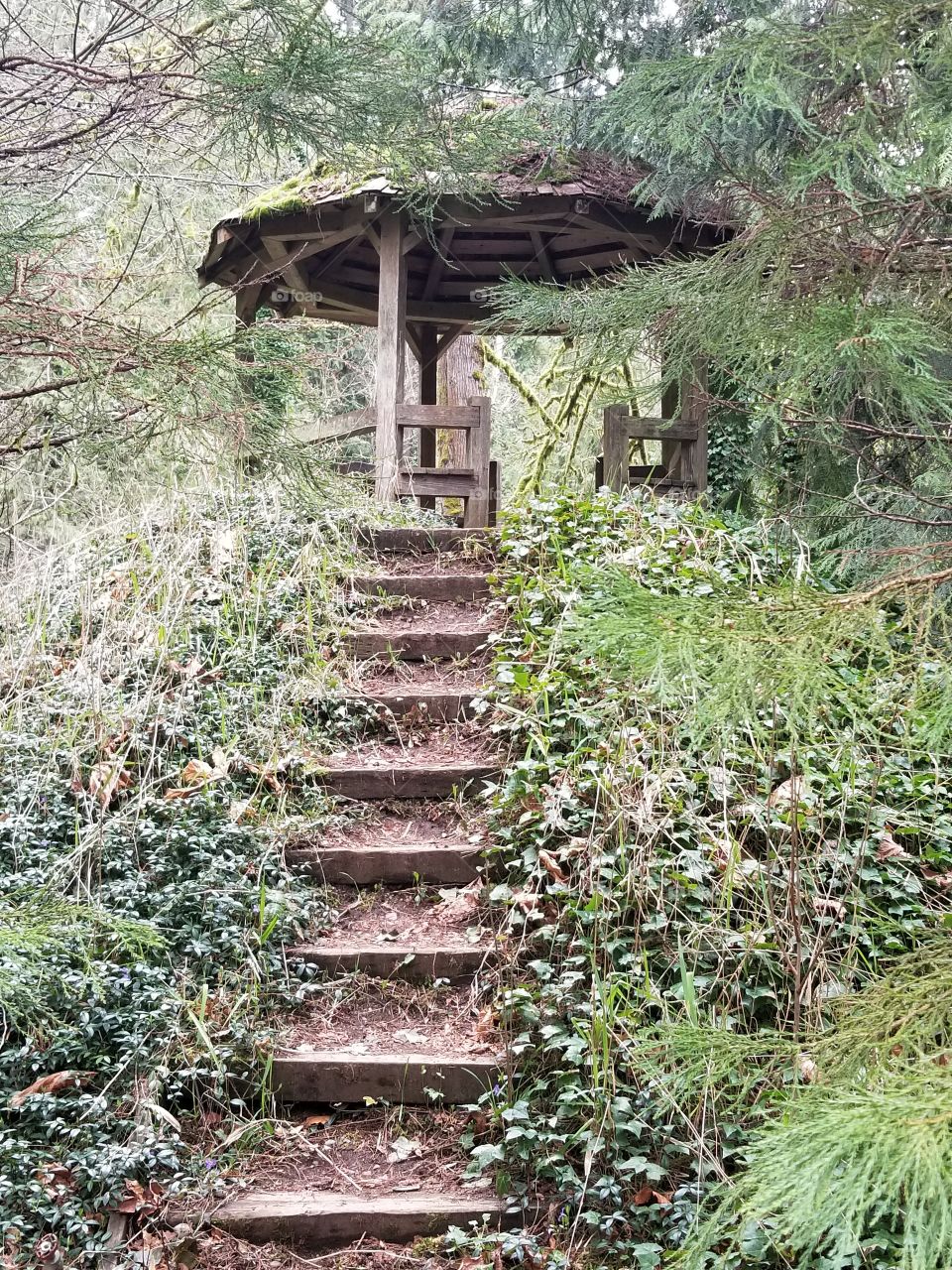 old wooden stairs leading the an old gazebo in the forest near Seattle,WA in the early spring time
