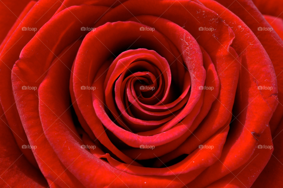 flower red romance rose by ibphotography