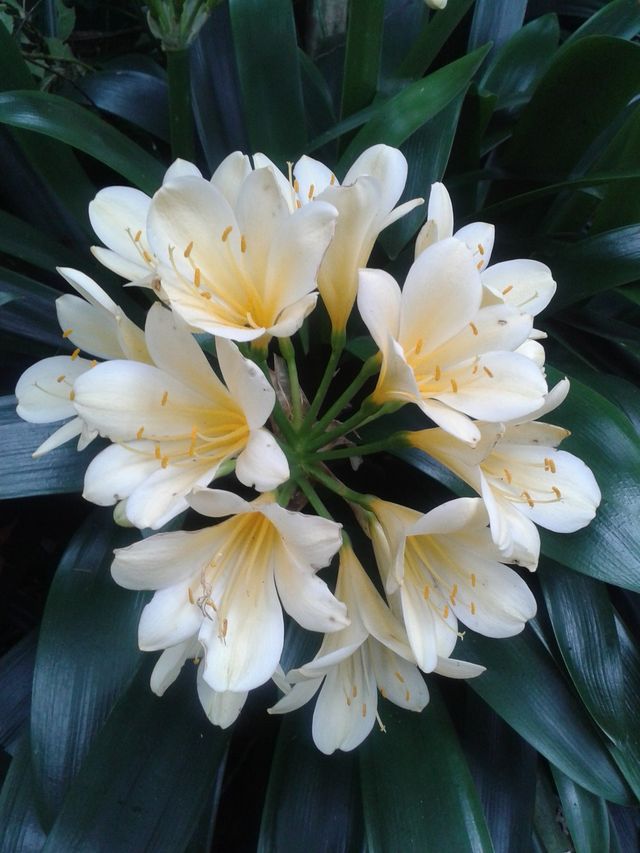azaleas
