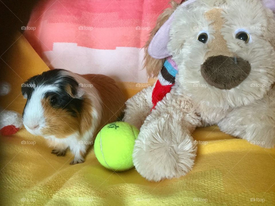 Guinea piglet playtime 