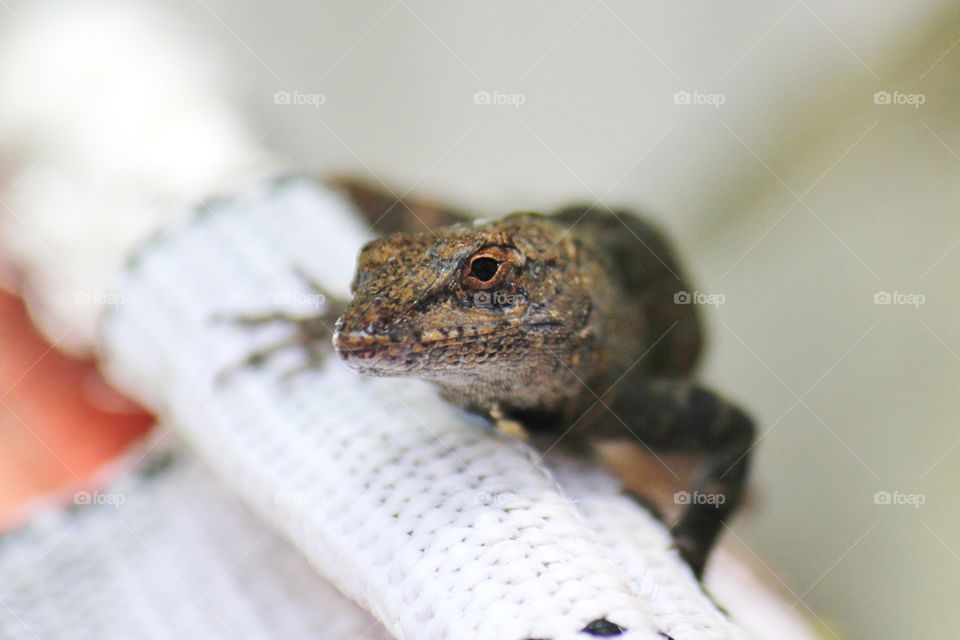 Brown anole 