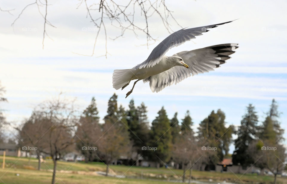 Close up shot of flying seagull 