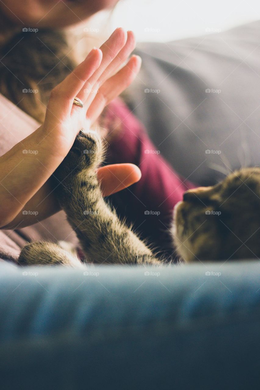 Cat Give High Five