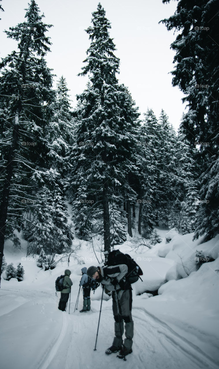 Group of people hiking in the winter through the forest.