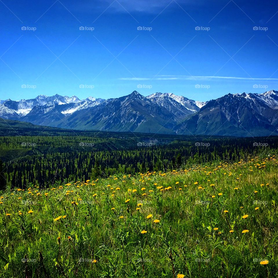 The view near the highway driving from Fairbanks to Anchorage.