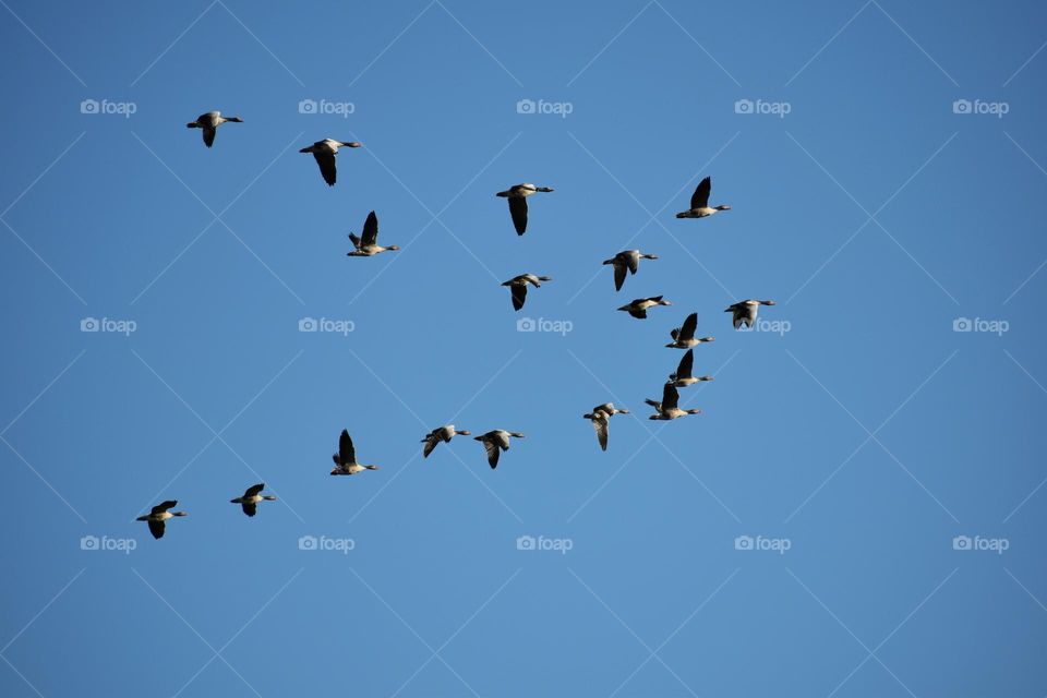 Group of birds flying