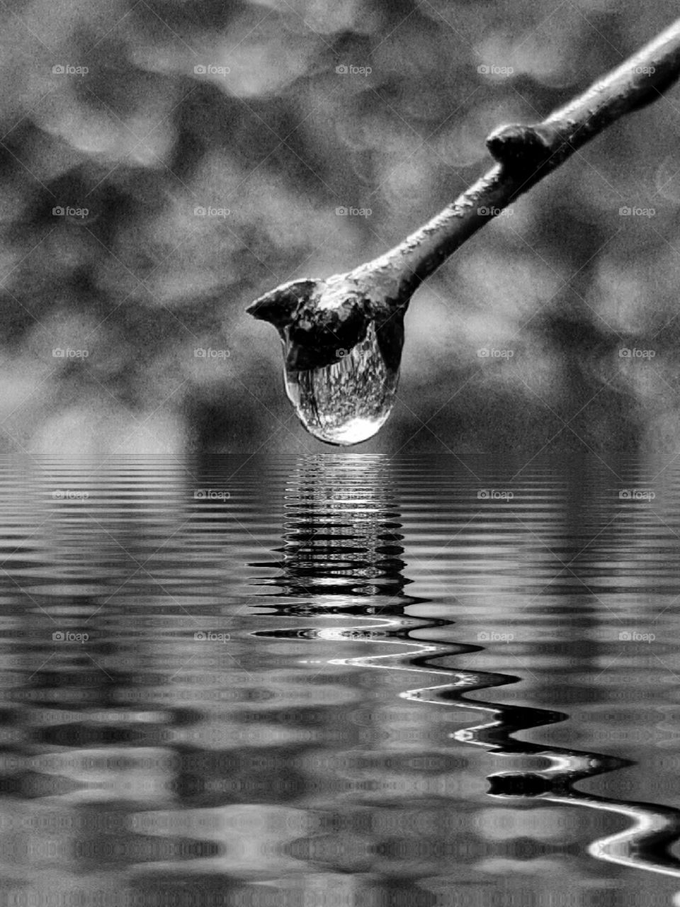 water drop on tip of branch over pool of water b/w