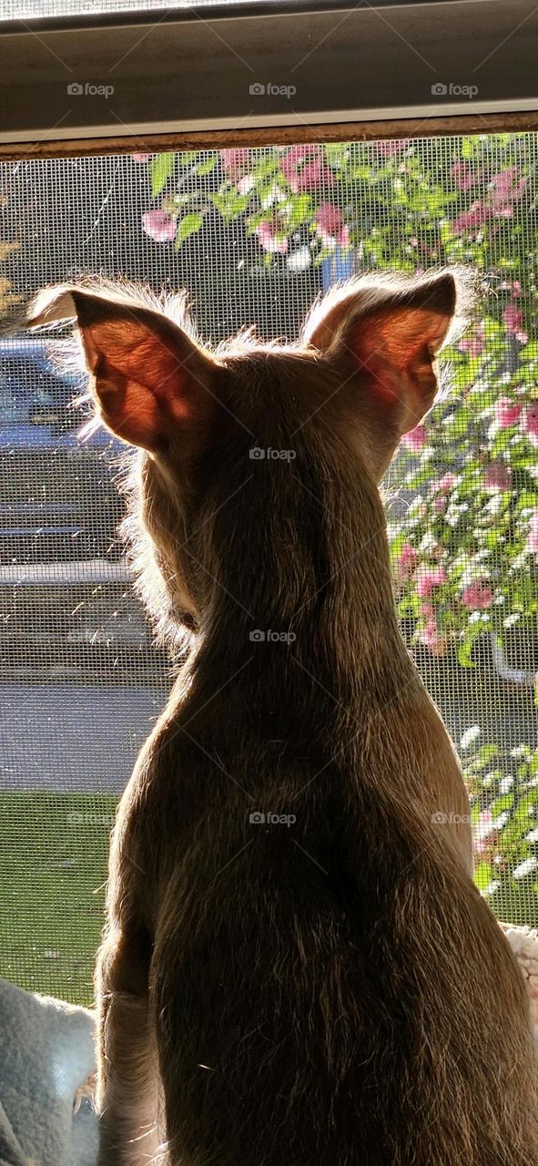Puppy watching what's outside, listening as people & children play. This pet was rescued and has a safe home to live in] L y now. Hairs are growing & seen in the sunshine. puppy in a window.🐾❣️