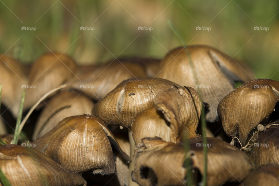 mushrooms in a forest.  beautiful of nature concept